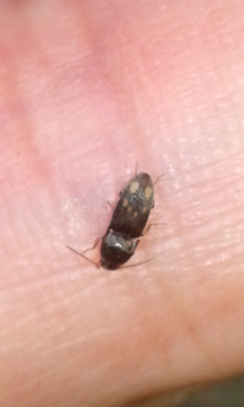 Drasterius bimaculatus (Elateridae)? Sì.